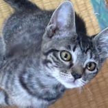 8月10日の新田店に参加する猫のへやの保護猫03