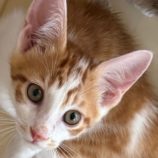 8月10日の新田店に参加する猫のへやの保護猫06