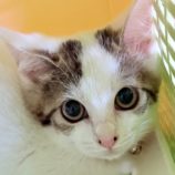 8月10日の新田店に参加する猫のへやの保護猫07