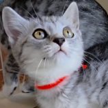 8月10日の新田店に参加する猫のへやの保護猫09