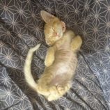 9月21日の千葉ニュータウン店に参加する花ねこ千葉の保護猫01