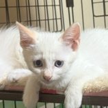 9月21日の千葉ニュータウン店に参加する花ねこ千葉の保護猫21