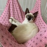 9月21日の千葉ニュータウン店に参加する花ねこ千葉の保護猫02