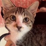 9月21日の千葉ニュータウン店に参加する花ねこ千葉の保護猫03