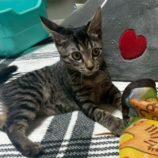 9月21日の千葉ニュータウン店に参加する花ねこ千葉の保護猫04