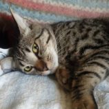 9月21日の千葉ニュータウン店に参加する花ねこ千葉の保護猫05