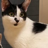 9月21日の千葉ニュータウン店に参加する花ねこ千葉の保護猫07