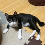 9月21日の千葉ニュータウン店に参加する花ねこ千葉の保護猫08