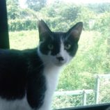 9月21日の千葉ニュータウン店に参加する花ねこ千葉の保護猫09