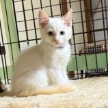 9月21日の千葉ニュータウン店に参加する花ねこ千葉の保護猫10