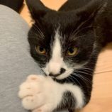 9月21日の千葉ニュータウン店に参加する花ねこ千葉の保護猫11