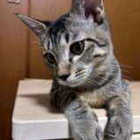 9月21日の千葉ニュータウン店に参加する花ねこ千葉の保護猫12