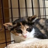 9月21日の千葉ニュータウン店に参加する花ねこ千葉の保護猫13