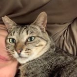 9月21日の千葉ニュータウン店に参加する花ねこ千葉の保護猫14