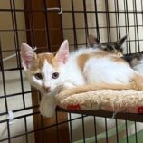 9月21日の千葉ニュータウン店に参加する花ねこ千葉の保護猫15