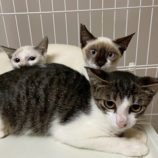 9月21日の千葉ニュータウン店に参加する花ねこ千葉の保護猫16