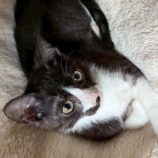 9月21日の千葉ニュータウン店に参加する花ねこ千葉の保護猫17