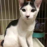 9月21日の千葉ニュータウン店に参加する花ねこ千葉の保護猫18