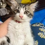 9月21日の千葉ニュータウン店に参加する花ねこ千葉の保護猫19