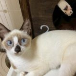 9月21日の千葉ニュータウン店に参加する花ねこ千葉の保護猫22