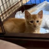 9月21日の千葉ニュータウン店に参加する花ねこ千葉の保護猫24