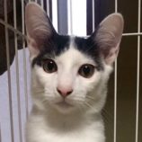 9月21日の千葉ニュータウン店に参加する花ねこ千葉の保護猫25