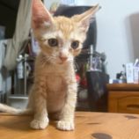 9月21日の千葉ニュータウン店に参加する花ねこ千葉の保護猫26