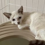 9月21日の千葉ニュータウン店に参加する花ねこ千葉の保護猫27