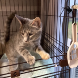 9月21日の千代田店に参加するアニマルフレンドの保護猫01