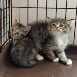 9月21日の千代田店に参加するSONADORASの保護猫01