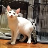 9月21日の千代田店に参加するSONADORASの保護猫02