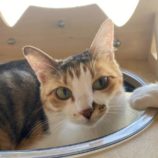 9月21日の千代田店に参加するSONADORASの保護猫03