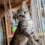 9月21日の千代田店に参加するアニマルフレンドの保護猫04