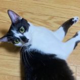 9月21日の千代田店に参加するSONADORASの保護猫04