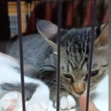 9月21日の千代田店に参加するアニマルフレンドの保護猫05