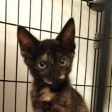 9月21日の千代田店に参加するSONADORASの保護猫05