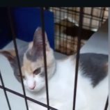 9月21日の千代田店に参加するアニマルフレンドの保護猫06