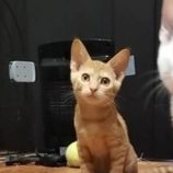 9月21日の千代田店に参加するSONADORASの保護猫07