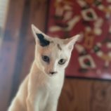 9月14日のひたちなか店に参加するネコスぺ事務局の保護猫01