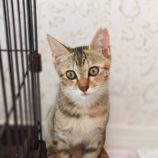 9月14日のひたちなか店に参加するネコスぺ事務局の保護猫02