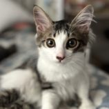 9月14日のひたちなか店に参加するネコスぺ事務局の保護猫03