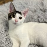 9月14日のひたちなか店に参加するネコスぺ事務局の保護猫04