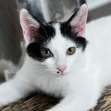 9月14日のひたちなか店に参加するネコスぺ事務局の保護猫05