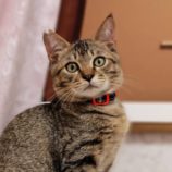 9月14日のひたちなか店に参加するネコスぺ事務局の保護猫06