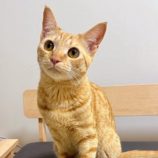 9月14日のひたちなか店に参加するネコスぺ事務局の保護猫08