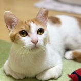 9月14日のひたちなか店に参加するネコスぺ事務局の保護猫09
