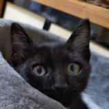 9月14日のひたちなか店に参加するネコスぺ事務局の保護猫10