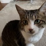 9月14日のひたちなか店に参加するネコスぺ事務局の保護猫11