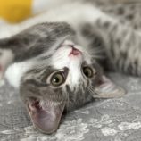 9月14日のひたちなか店に参加するネコスぺ事務局の保護猫12