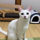 9月14日のひたちなか店に参加するネコスぺ事務局の保護猫13